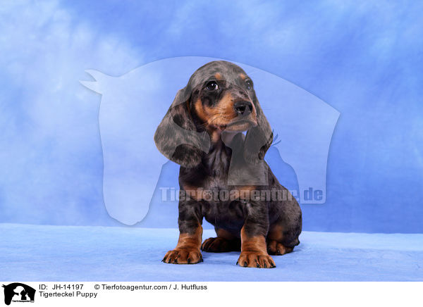 Tigerteckel Puppy / JH-14197