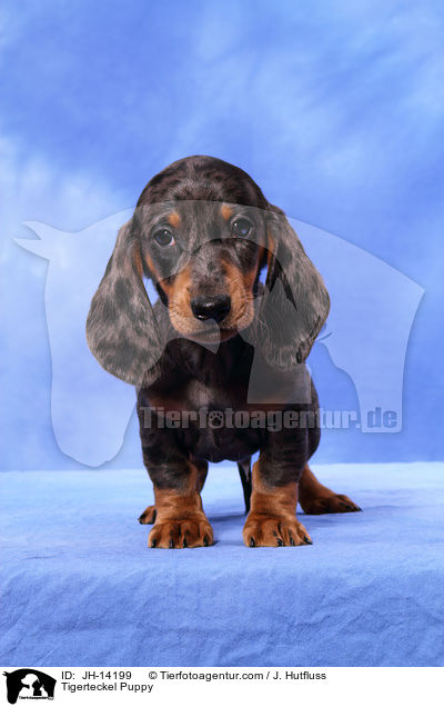 Tigerteckel Puppy / JH-14199