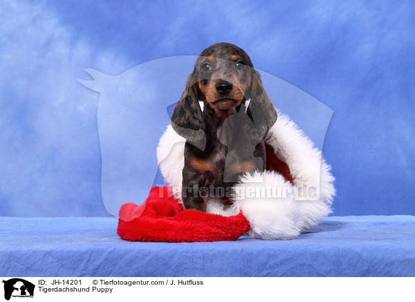 Tigerdachshund Puppy / JH-14201