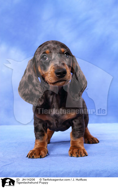 Tigerdachshund Puppy / JH-14206