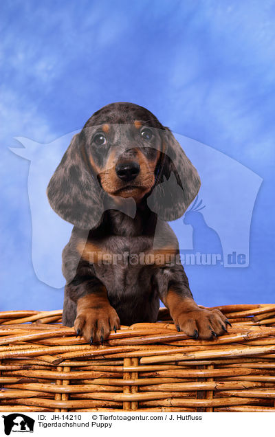 Tigerdachshund Puppy / JH-14210