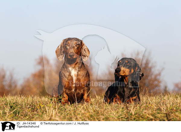 Tigerdachshund / JH-14346