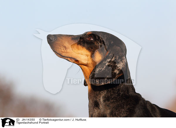 Tigerdachshund Portrait / JH-14350