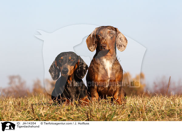 Tigerdachshund / JH-14354