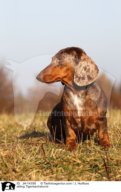 sitting Tigerdachshund / JH-14356