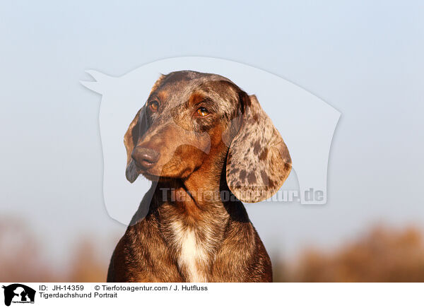 Tigerdachshund Portrait / JH-14359