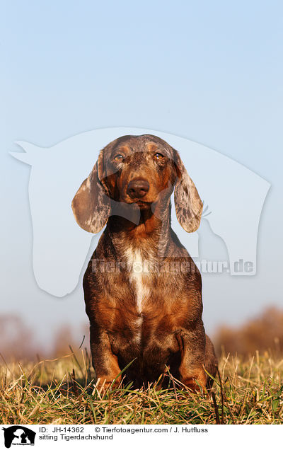 sitting Tigerdachshund / JH-14362