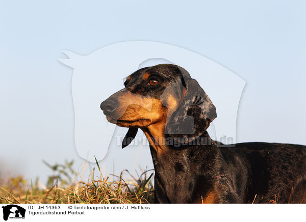 Tigerdachshund Portrait / JH-14363