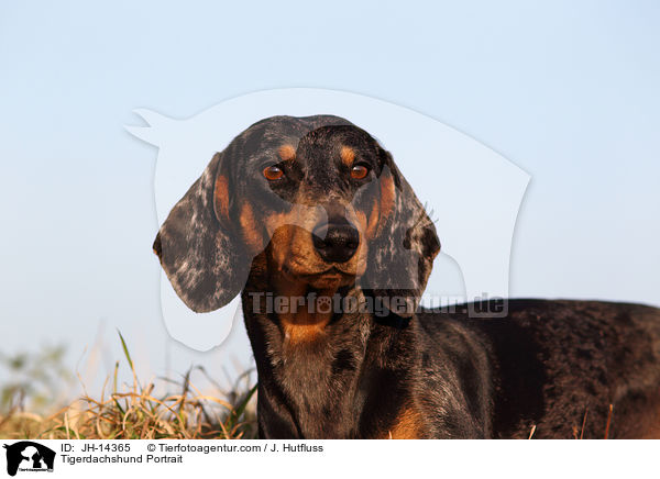 Tigerdachshund Portrait / JH-14365