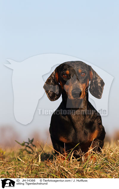 sitting Tigerdachshund / JH-14366