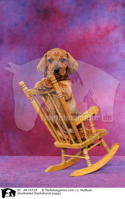shorthaired Dachshund puppy / JH-14725