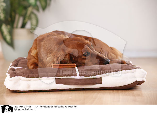 liegender Dackel / lying dachshund / RR-51498