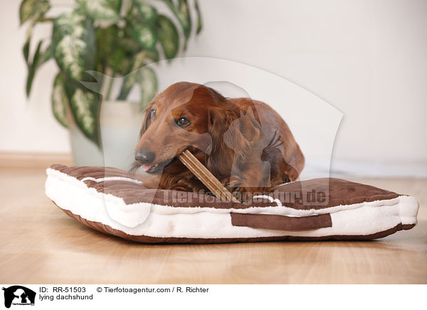 liegender Dackel / lying dachshund / RR-51503