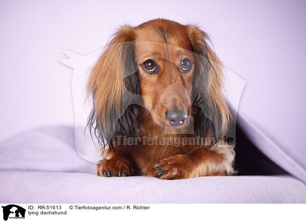 liegender Dackel / lying dachshund / RR-51613