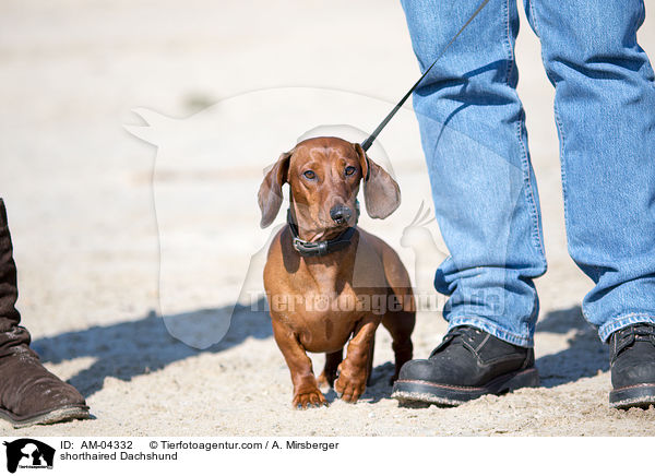 shorthaired Dachshund / AM-04332