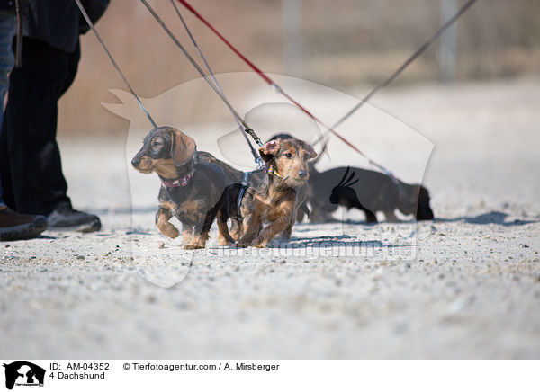 4 Dachshund / AM-04352