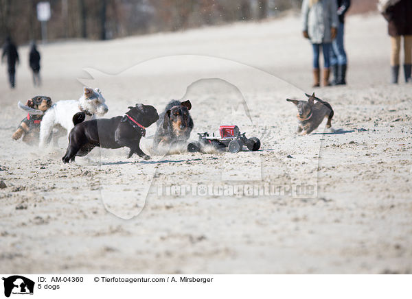 5 dogs / AM-04360