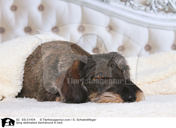 liegender Rauhaardackel im Bett / SS-31404