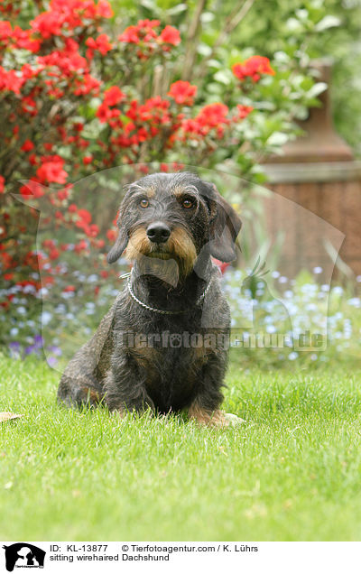 sitzender Rauhaardackel / sitting wirehaired Dachshund / KL-13877