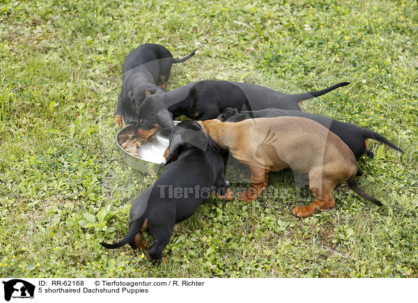 5 Kurzhaardackel Welpen / 5 shorthaired Dachshund Puppies / RR-62168