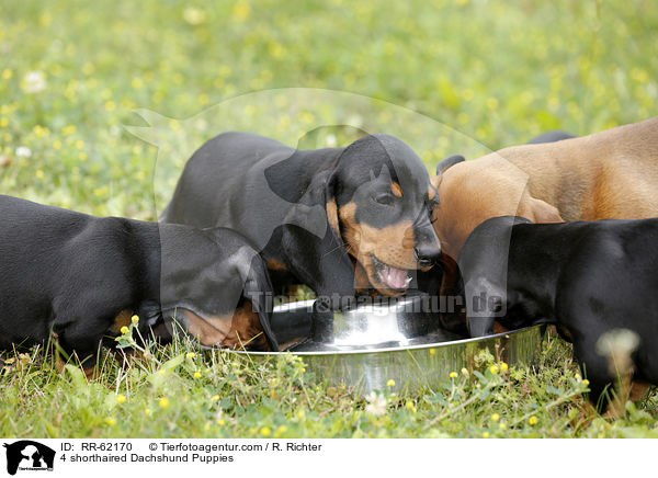 4 Kurzhaardackel Welpen / 4 shorthaired Dachshund Puppies / RR-62170