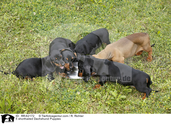 5 Kurzhaardackel Welpen / 5 shorthaired Dachshund Puppies / RR-62172