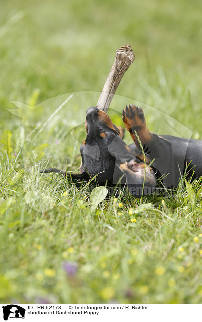 Kurzhaardackel Welpe / shorthaired Dachshund Puppy / RR-62178