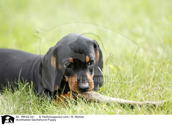 Kurzhaardackel Welpe / shorthaired Dachshund Puppy / RR-62181