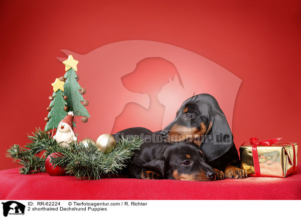 2 Kurzhaardackel Welpen / 2 shorthaired Dachshund Puppies / RR-62224