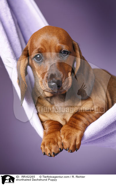Kurzhaardackel Welpe / shorthaired Dachshund Puppy / RR-62265