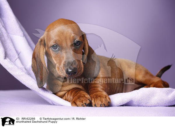 Kurzhaardackel Welpe / shorthaired Dachshund Puppy / RR-62266