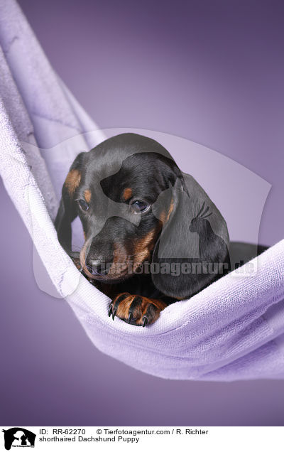 Kurzhaardackel Welpe / shorthaired Dachshund Puppy / RR-62270