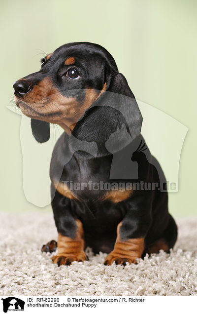 Kurzhaardackel Welpe / shorthaired Dachshund Puppy / RR-62290
