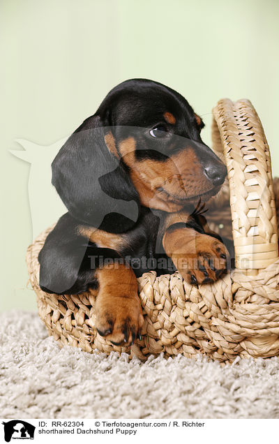 Kurzhaardackel Welpe / shorthaired Dachshund Puppy / RR-62304