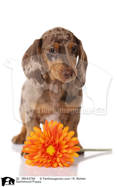 Dachshund Puppy / RR-63766