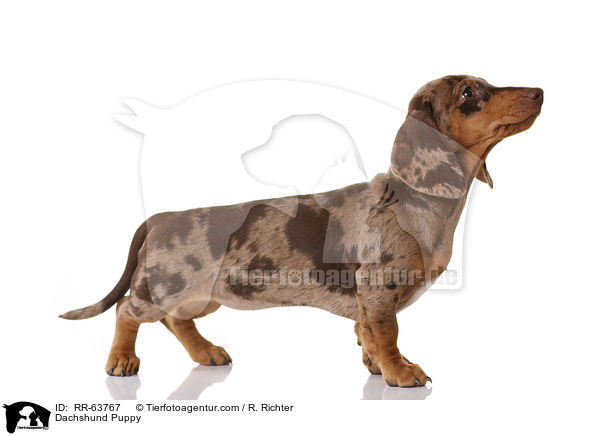 Dachshund Puppy / RR-63767