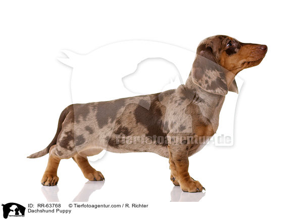 Dachshund Puppy / RR-63768