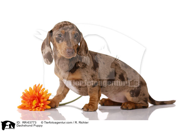 Dachshund Puppy / RR-63773