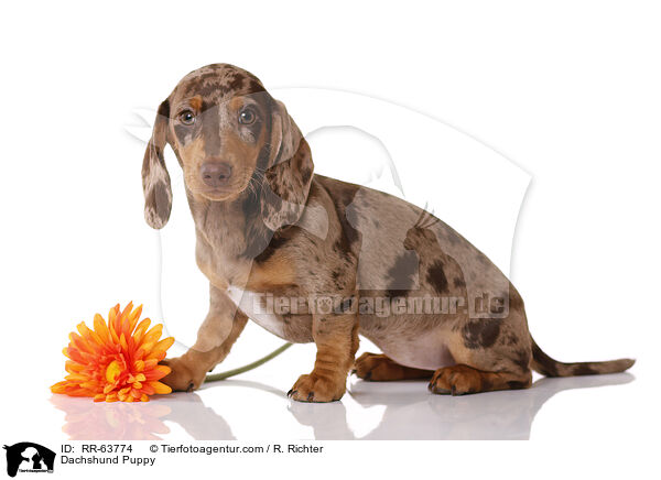 Dachshund Puppy / RR-63774
