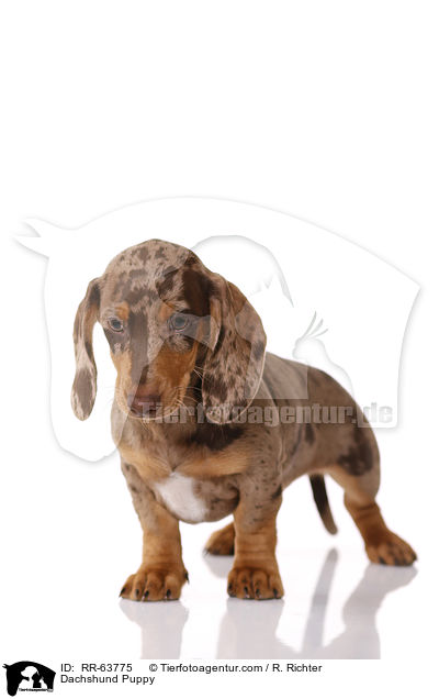 Dachshund Puppy / RR-63775