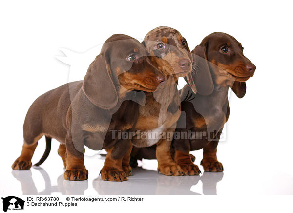 3 Dachshund Puppies / RR-63780