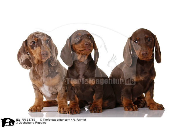3 Dachshund Puppies / RR-63785