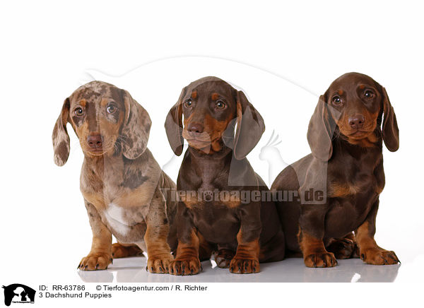 3 Dachshund Puppies / RR-63786