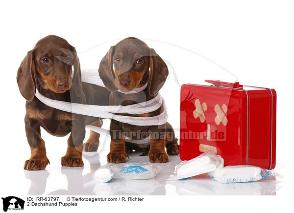 2 Dackel Welpen / 2 Dachshund Puppies / RR-63797