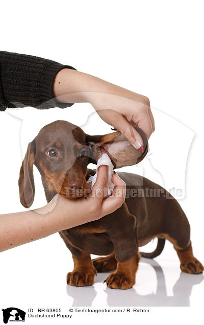 Dachshund Puppy / RR-63805