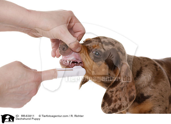 Dachshund Puppy / RR-63811