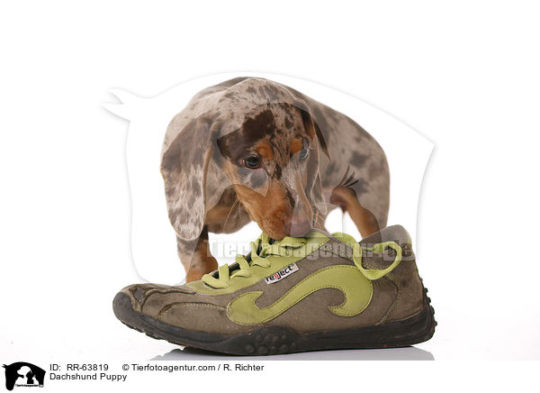Dachshund Puppy / RR-63819