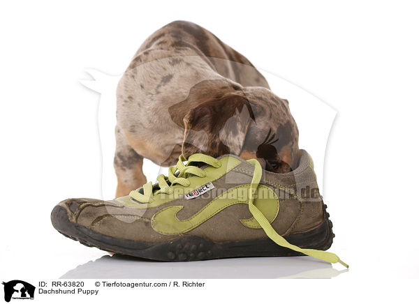 Dachshund Puppy / RR-63820
