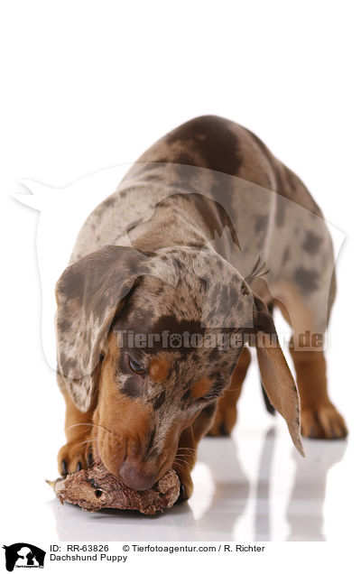 Dachshund Puppy / RR-63826