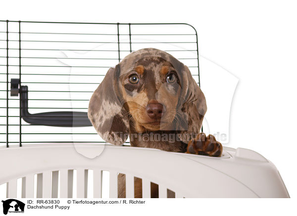 Dachshund Puppy / RR-63830